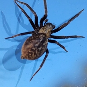 Badumna sp. (genus) (Lattice-web spider) at Gundaroo, NSW by Gunyijan