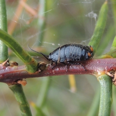 Ellipsidion australe (Austral Ellipsidion cockroach) at Bruce, ACT - 30 Oct 2022 by MichaelBedingfield