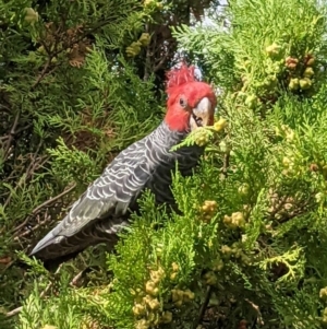 Callocephalon fimbriatum at Narrabundah, ACT - suppressed