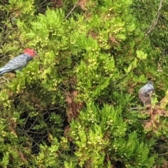 Callocephalon fimbriatum at Narrabundah, ACT - 27 Mar 2023