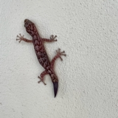 Christinus marmoratus (Southern Marbled Gecko) at Florey, ACT - 23 Sep 2021 by KMcCue