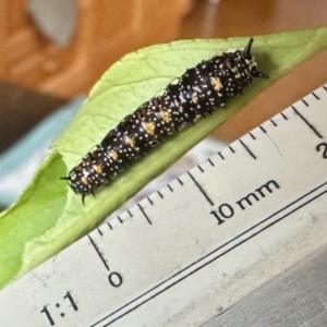 Papilio anactus at Aranda, ACT - 30 Mar 2023