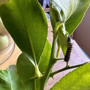 Papilio anactus at Aranda, ACT - 30 Mar 2023