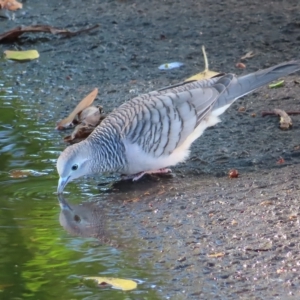 Geopelia placida at Cairns City, QLD - 30 Mar 2023 08:24 AM