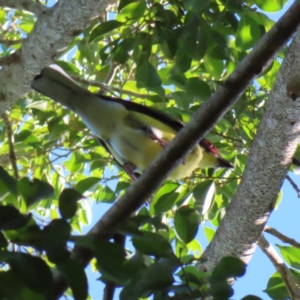 Sphecotheres vieilloti at Cairns City, QLD - 30 Mar 2023