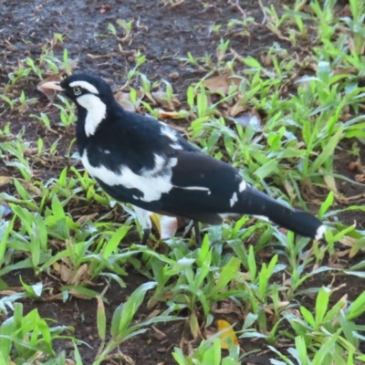 Grallina cyanoleuca (Magpie-lark) at Cairns City, QLD - 30 Mar 2023 by MatthewFrawley
