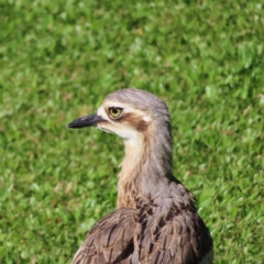 Burhinus grallarius (Bush Stone-curlew) at Cairns City, QLD - 30 Mar 2023 by MatthewFrawley