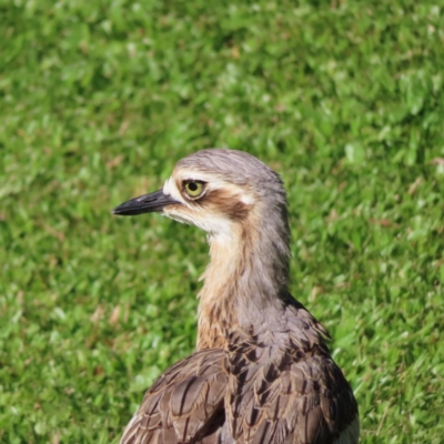 Burhinus grallarius (Bush Stone-curlew) at Cairns City, QLD - 30 Mar 2023 by MatthewFrawley