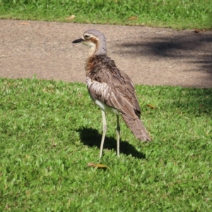 Burhinus grallarius at Cairns City, QLD - 30 Mar 2023