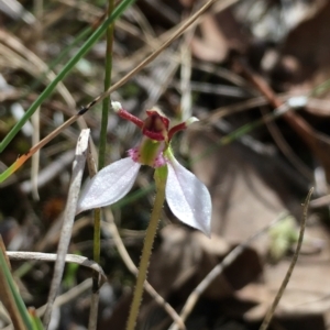 Eriochilus cucullatus at Hall, ACT - 30 Mar 2023