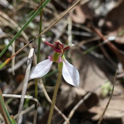 Eriochilus cucullatus (Parson's Bands) at Hall, ACT - 30 Mar 2023 by strigo