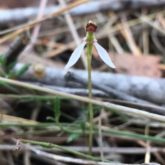 Eriochilus cucullatus at Hall, ACT - suppressed