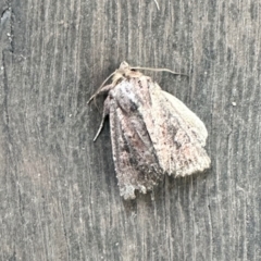 Dasygaster (genus) (A Noctuid moth (Noctuinae)) at Aranda, ACT - 30 Mar 2023 by KMcCue