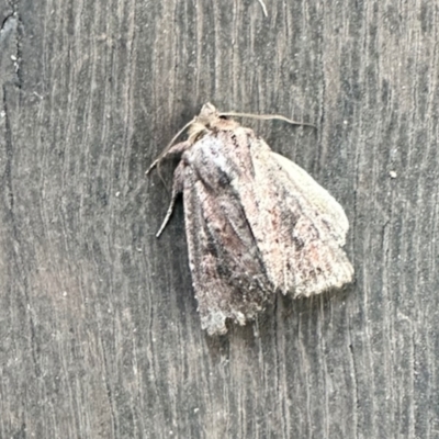 Dasygaster (genus) (A Noctuid moth) at Aranda, ACT - 30 Mar 2023 by KMcCue