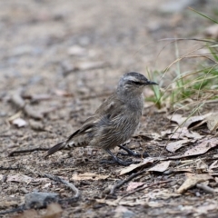 Climacteris picumnus victoriae (Brown Treecreeper) at Bargo, NSW - 17 Jan 2023 by Freebird