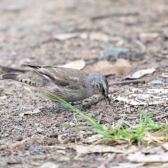 Climacteris picumnus victoriae at Bargo, NSW - 17 Jan 2023 12:04 PM