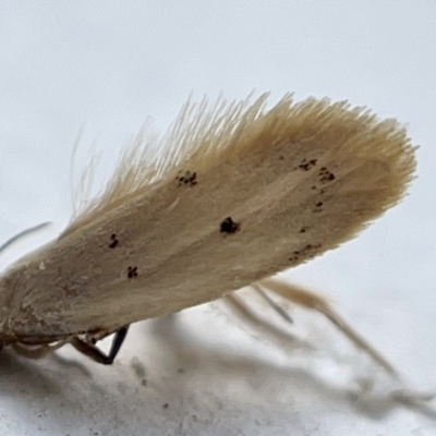Atalopsis heniocha (A concealer moth) at City Renewal Authority Area - 30 Mar 2023 by Hejor1