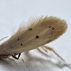 Atalopsis heniocha (A concealer moth) at Braddon, ACT - 30 Mar 2023 by Hejor1