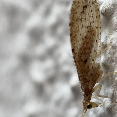 Micromus tasmaniae (Tasmanian Brown Lacewing) at Braddon, ACT - 30 Mar 2023 by Hejor1