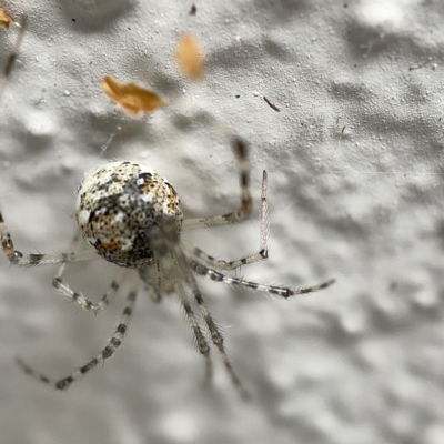 Cryptachaea gigantipes (White porch spider) at Braddon, ACT - 30 Mar 2023 by Hejor1