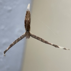 Deinopidae sp.(family) (Net-casting Spider) at Braddon, ACT - 30 Mar 2023 by Hejor1