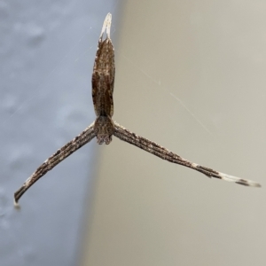 Deinopidae sp.(family) (Net-casting Spider) at Braddon, ACT by Hejor1