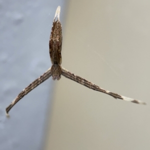 Deinopidae (family) at Braddon, ACT - 30 Mar 2023