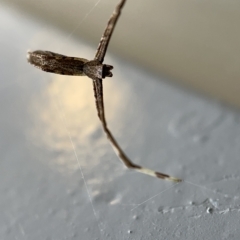 Deinopidae sp.(family) at Braddon, ACT - 30 Mar 2023