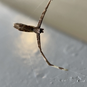 Deinopidae sp.(family) at Braddon, ACT - 30 Mar 2023