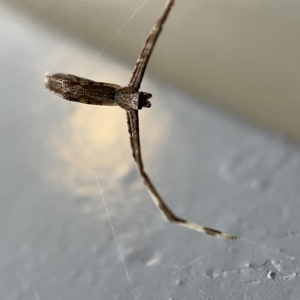 Deinopidae (family) at Braddon, ACT - 30 Mar 2023