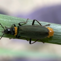 Chauliognathus lugubris (Plague Soldier Beetle) at Braddon, ACT - 30 Mar 2023 by Hejor1