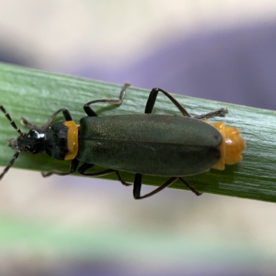 Chauliognathus lugubris (Plague Soldier Beetle) at City Renewal Authority Area - 30 Mar 2023 by Hejor1