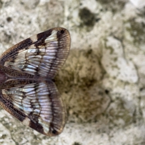 Scolypopa australis at Braddon, ACT - 30 Mar 2023