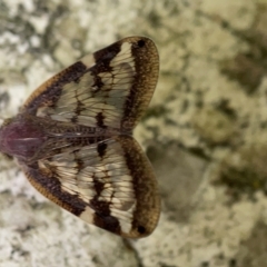 Scolypopa australis at Braddon, ACT - 30 Mar 2023