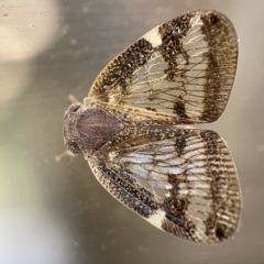 Scolypopa australis at Braddon, ACT - 30 Mar 2023