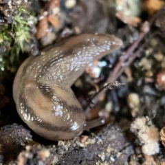 Ambigolimax nyctelia (Striped Field Slug) at Braddon, ACT - 30 Mar 2023 by Hejor1