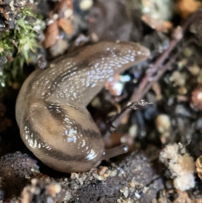 Ambigolimax sp. (valentius and waterstoni) (Striped Field Slug) at Braddon, ACT - 30 Mar 2023 by Hejor1