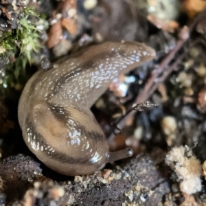 Ambigolimax sp. (valentius and waterstoni) at Braddon, ACT - 30 Mar 2023