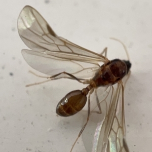 Formicidae (family) at Braddon, ACT - 30 Mar 2023