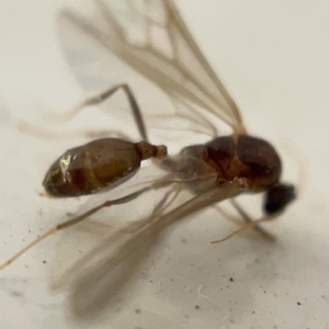 Formicidae (family) at Braddon, ACT - 30 Mar 2023 01:36 PM