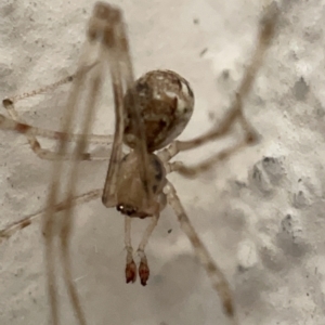 Cryptachaea gigantipes at Braddon, ACT - 30 Mar 2023