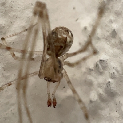 Cryptachaea gigantipes (White porch spider) at Braddon, ACT - 30 Mar 2023 by Hejor1
