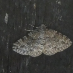 Unidentified Geometer moth (Geometridae) at Charleys Forest, NSW - 29 Mar 2023 by arjay