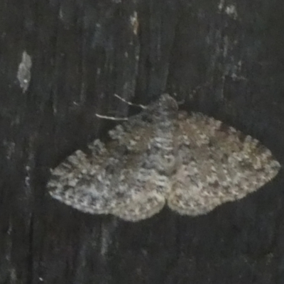 Unidentified Geometer moth (Geometridae) at Charleys Forest, NSW - 29 Mar 2023 by arjay