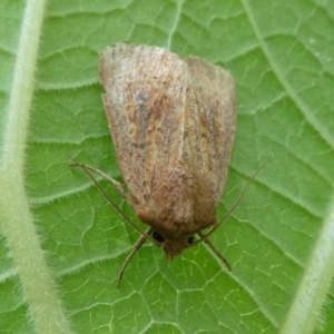 Diarsia intermixta at Charleys Forest, NSW - 29 Mar 2023