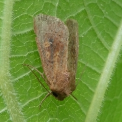 Diarsia intermixta at Charleys Forest, NSW - 29 Mar 2023