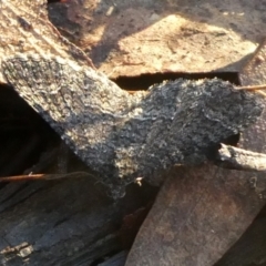 Larentiinae sp. at QPRC LGA - 29 Mar 2023 by arjay