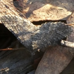 Unidentified Geometer moth (Geometridae) at Charleys Forest, NSW - 29 Mar 2023 by arjay