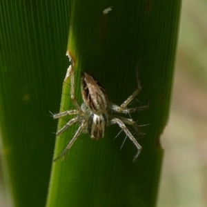 Oxyopes elegans at Undefined Area - 28 Mar 2023