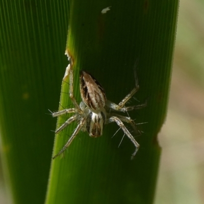 Oxyopes elegans (Elegant Lynx Spider) at QPRC LGA - 28 Mar 2023 by arjay